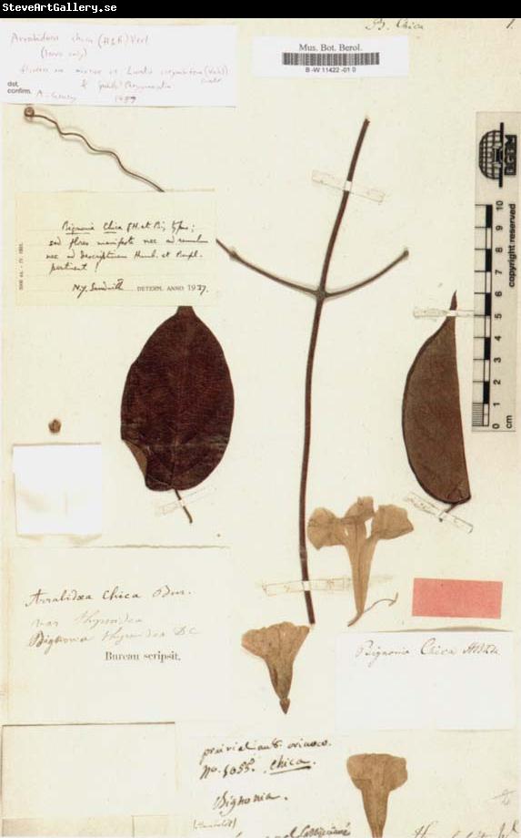 Alexander von Humboldt Bignonia chicagoensis Bureau